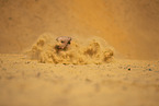 Goldendoodle