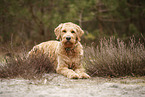 Goldendoodle