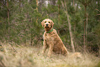 Goldendoodle