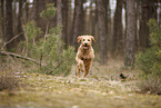 Goldendoodle
