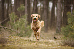 Goldendoodle