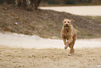 Goldendoodle