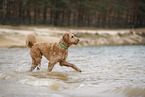 Goldendoodle