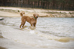 Goldendoodle