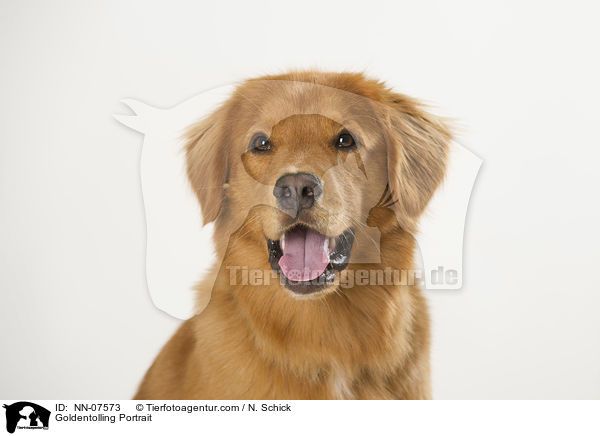 Goldentolling Portrait / NN-07573