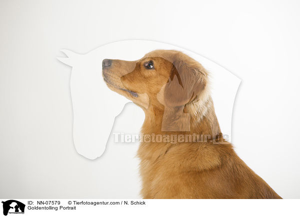 Goldentolling Portrait / Goldentolling Portrait / NN-07579