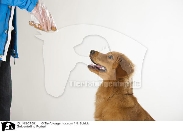 Goldentolling Portrait / NN-07581