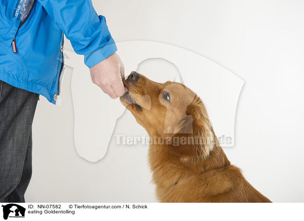 fressender Goldentolling / eating Goldentolling / NN-07582