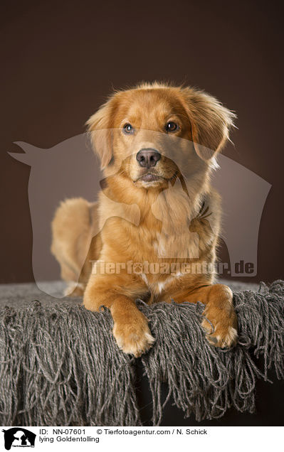 liegender Goldentolling / lying Goldentolling / NN-07601
