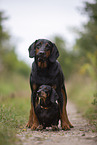 Gonczy Polski with Dachshund