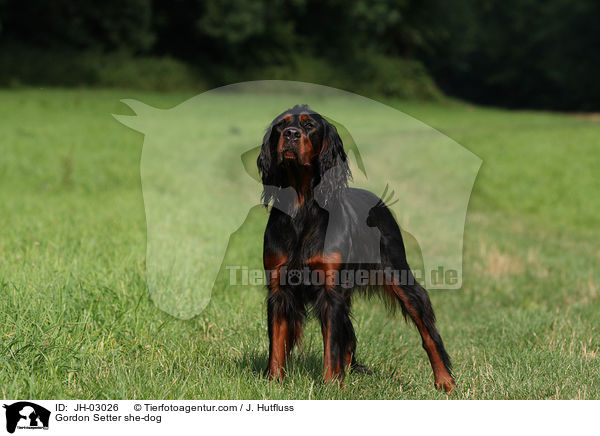 Gordon Setter Hnding / Gordon Setter she-dog / JH-03026