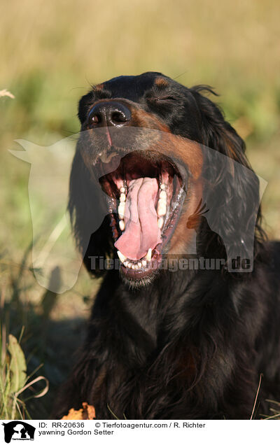 ghnender Gordon Setter / yawning Gordon Setter / RR-20636