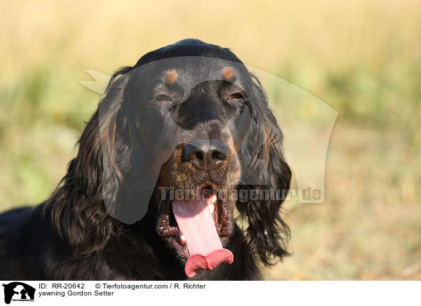 ghnender Gordon Setter / yawning Gordon Setter / RR-20642