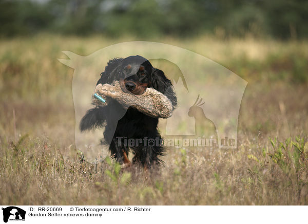 Gordon Setter retrieves dummy / RR-20669