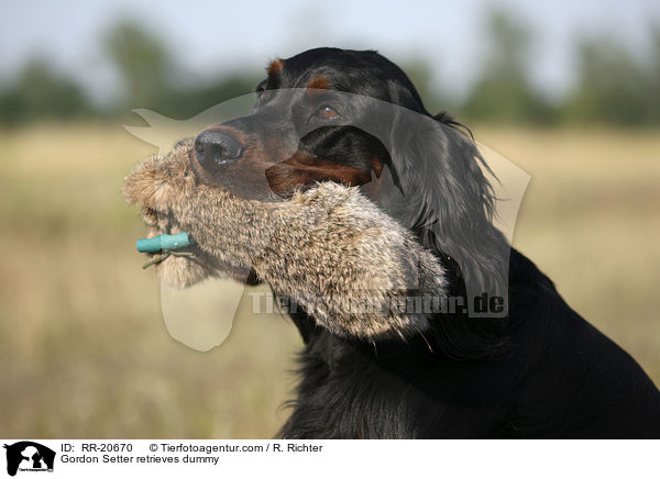Gordon Setter retrieves dummy / RR-20670