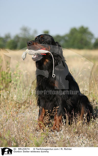 Gordon Setter retrieves dummy / RR-20674