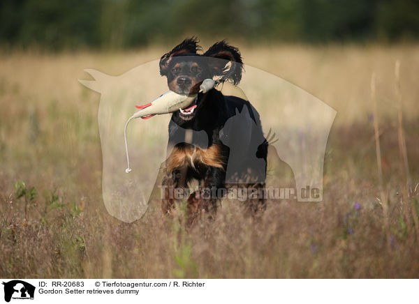 Gordon Setter retrieves dummy / RR-20683