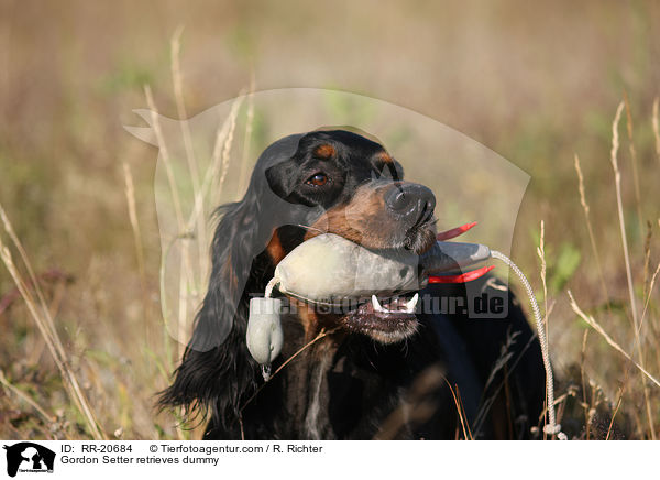 Gordon Setter retrieves dummy / RR-20684