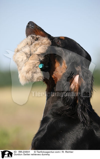Gordon Setter retrieves dummy / RR-20691
