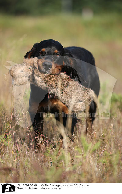 Gordon Setter retrieves dummy / RR-20696