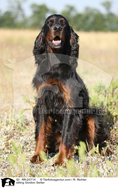 sitzender Gordon Setter / sitting Gordon Setter / RR-20714
