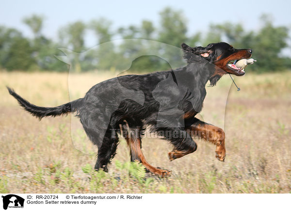 Gordon Setter retrieves dummy / RR-20724