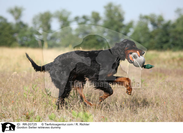 Gordon Setter retrieves dummy / RR-20725