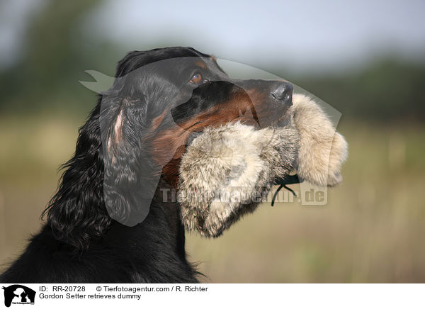 Gordon Setter retrieves dummy / RR-20728