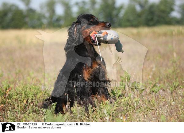 Gordon Setter retrieves dummy / RR-20729
