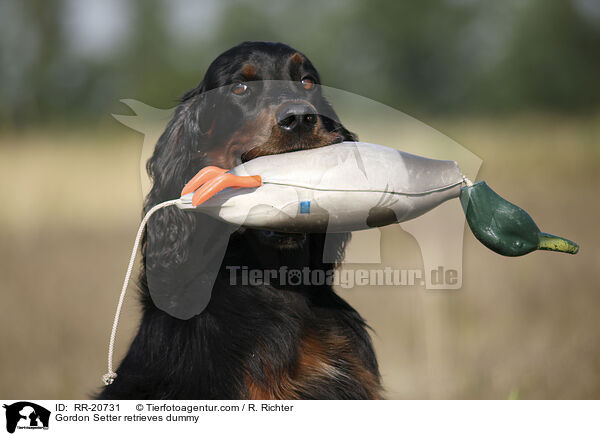 Gordon Setter retrieves dummy / RR-20731