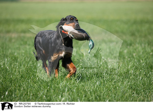 Gordon Setter retrieves dummy / RR-20790