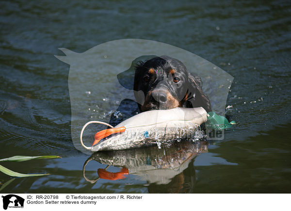 Gordon Setter retrieves dummy / RR-20798