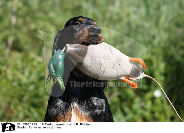 Gordon Setter retrieves dummy / RR-20799