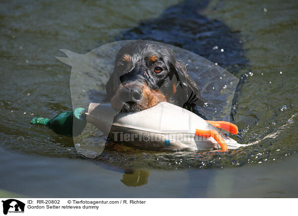 Gordon Setter retrieves dummy / RR-20802