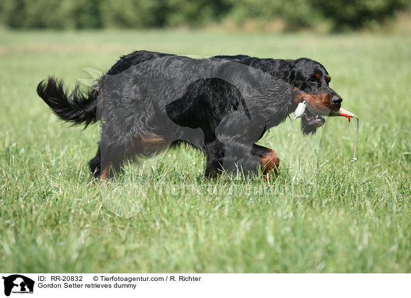 Gordon Setter retrieves dummy / RR-20832