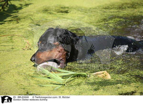 Gordon Setter retrieves dummy / RR-20846
