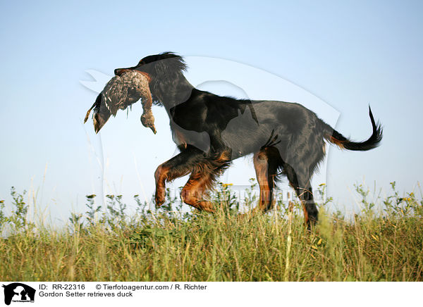 Gordon Setter retrieves duck / RR-22316