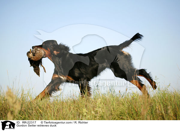Gordon Setter retrieves duck / RR-22317
