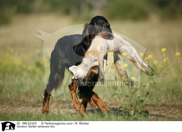 Gordon Setter retrieves fox / RR-22325