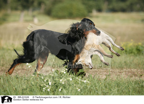 Gordon Setter retrieves fox / RR-22326