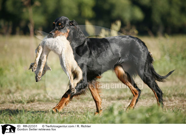 Gordon Setter retrieves fox / RR-22331