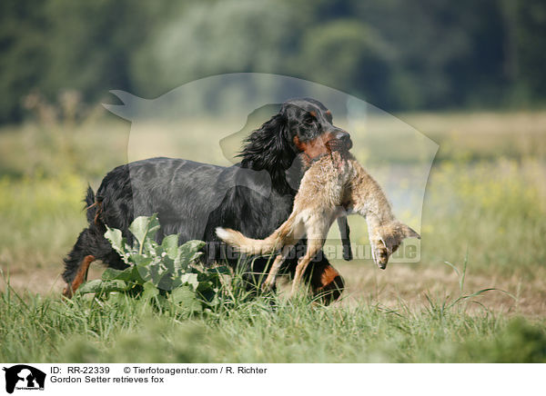 Gordon Setter retrieves fox / RR-22339