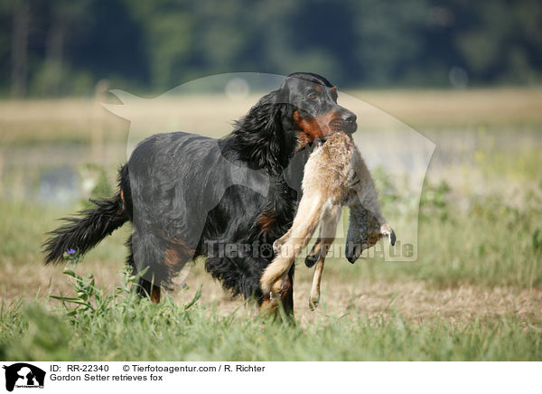 Gordon Setter retrieves fox / RR-22340