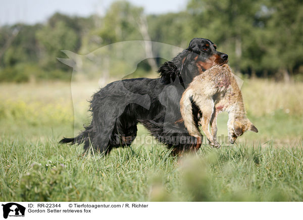 Gordon Setter retrieves fox / RR-22344