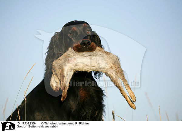 Gordon Setter retrieves rabbit / RR-22354