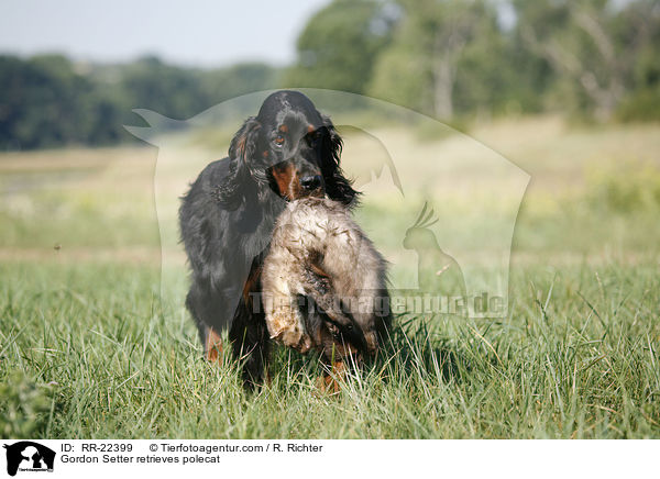 Gordon Setter apportiert Marder / Gordon Setter retrieves polecat / RR-22399