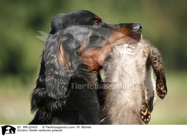 Gordon Setter apportiert Marder / Gordon Setter retrieves polecat / RR-22402