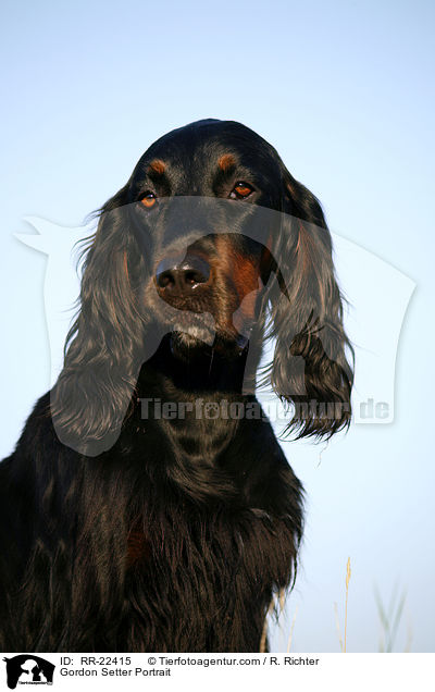 Gordon Setter Portrait / Gordon Setter Portrait / RR-22415