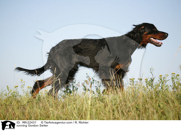 running Gordon Setter / RR-22431