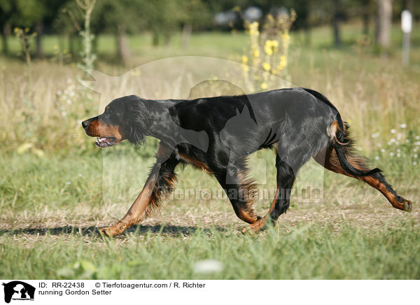 running Gordon Setter / RR-22438